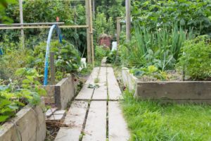 Allotment garden path