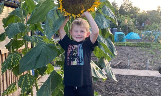 Children’s Sunflower Competition 2021