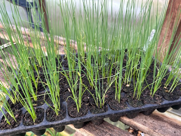 leeks Tornado could be planted or potted