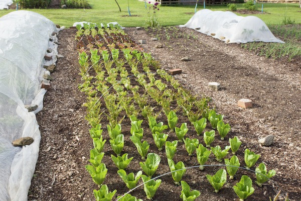 1 Lettuce after picking 17th May