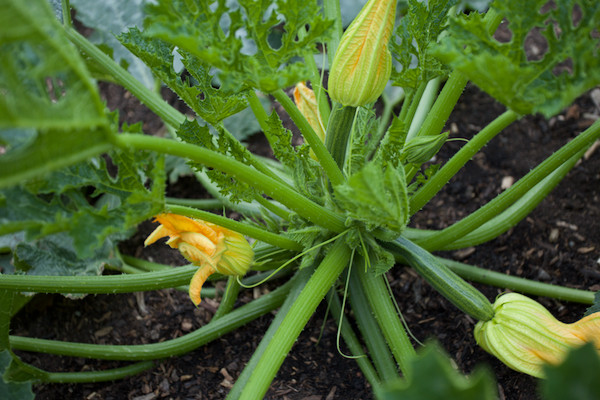 Costouto di multiheading courgette plant