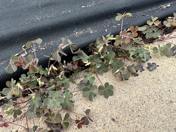 WWH Oxalis weeds are difficult to control and edible!