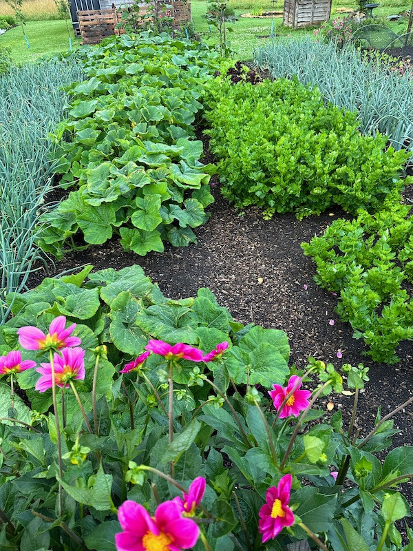 Squash are exuberant and need training, celery like the rain