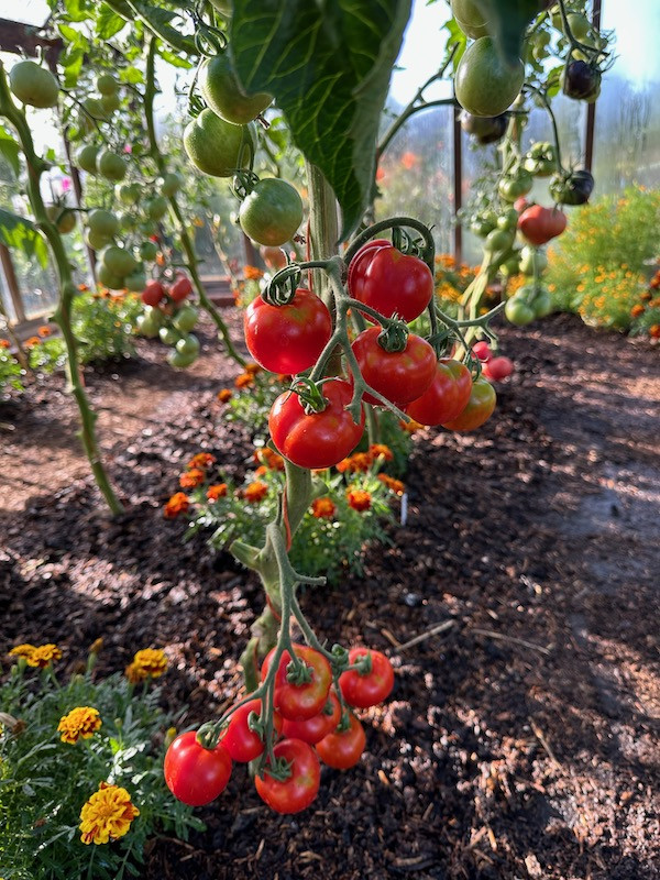 Bloody Butcher first ripe tomatoes greenhouse 16th July