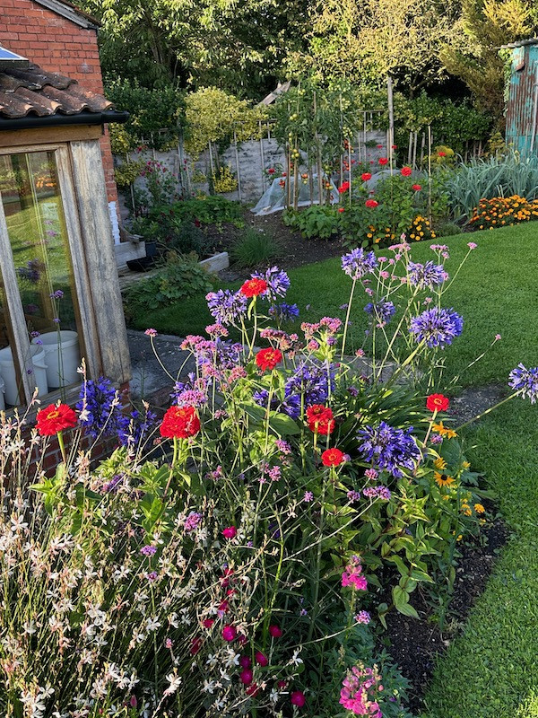 wwh flowers zinnia and agapanthus