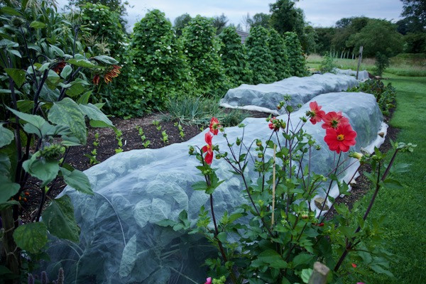 Mesh covers over Brussel sprouts and in background over cabbage, it’s almost time to remove them. Dahlia sown March