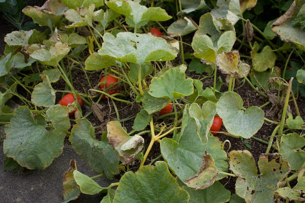 WWH Kuri squash look promising and are perhaps two weeks from ripe
