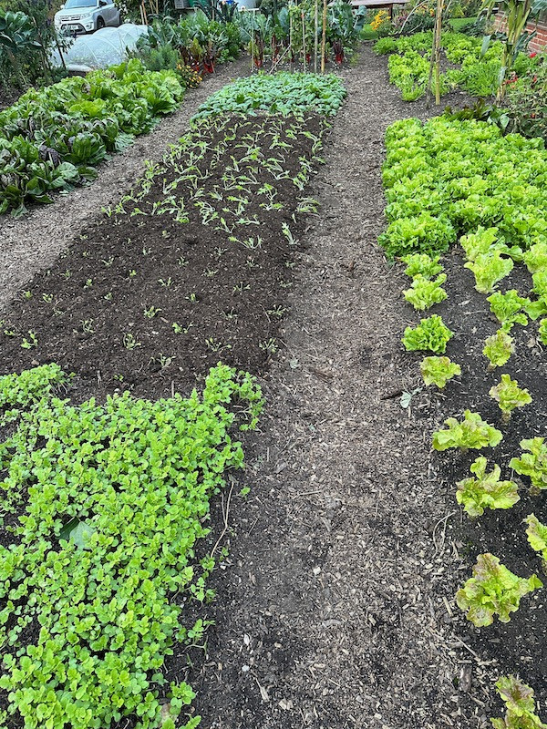 3 Compost planted into with claytonia and mizuna, no cover yet