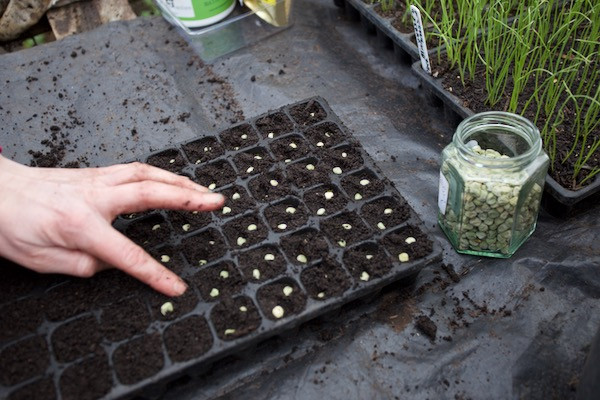 wwh Sowing pea seeds Jess
