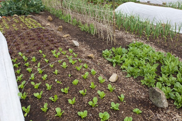 Lettuce looking good with sorrel, peas and garlic