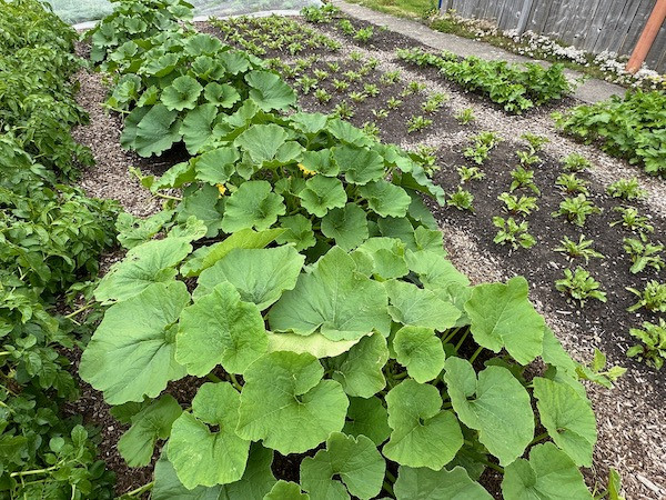 Squash taking off at last, three strip